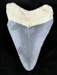Bone Valley Megalodon Tooth #22894-1